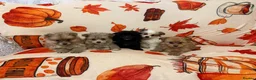Pomeranian dogs for sale: Pomeranian puppies  in Glasgow - Advert 6