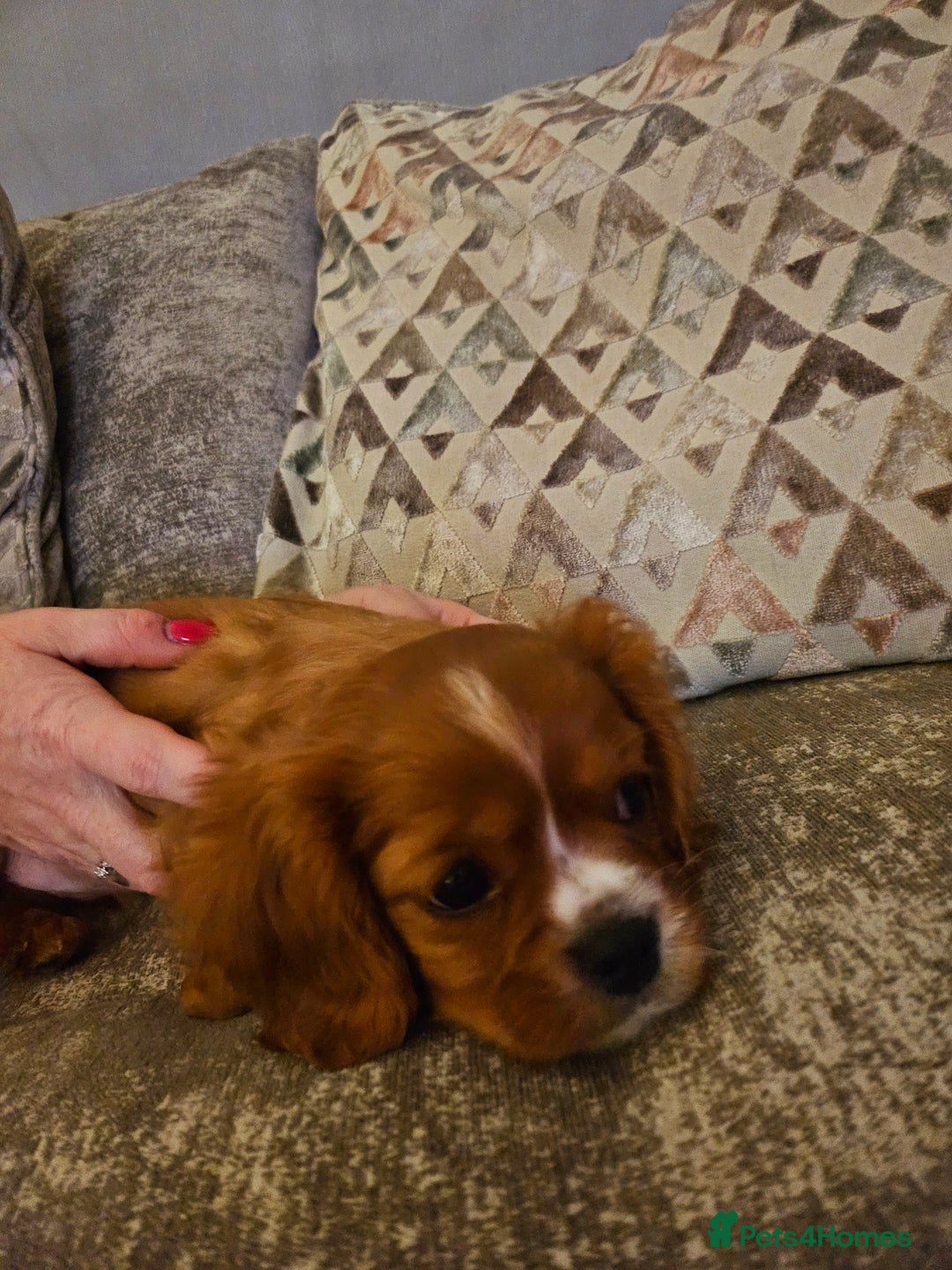 Cavalier King Charles Spaniel dogs for sale: Cavalier king charles puppys READY NOW pedigree KC - Advert 2