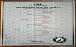 Labrador Retriever dogs for sale: Plump little Red Labrador Puppies! - Image 2