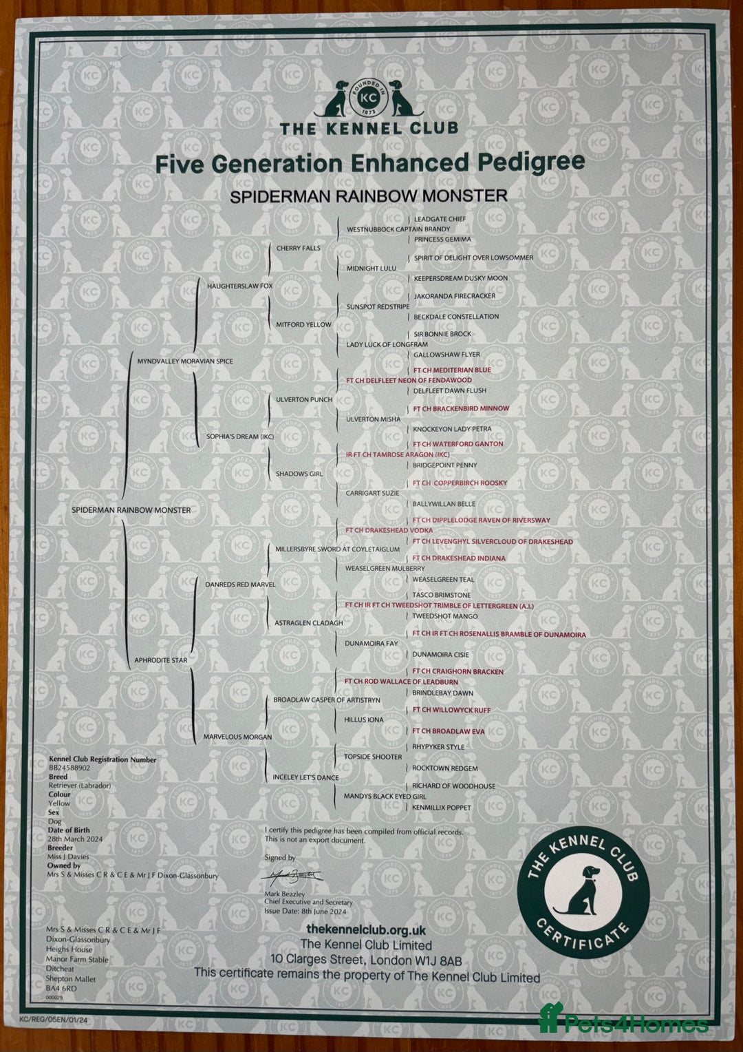 Labrador Retriever dogs for sale: Plump little Red Labrador Puppies! - Image 2