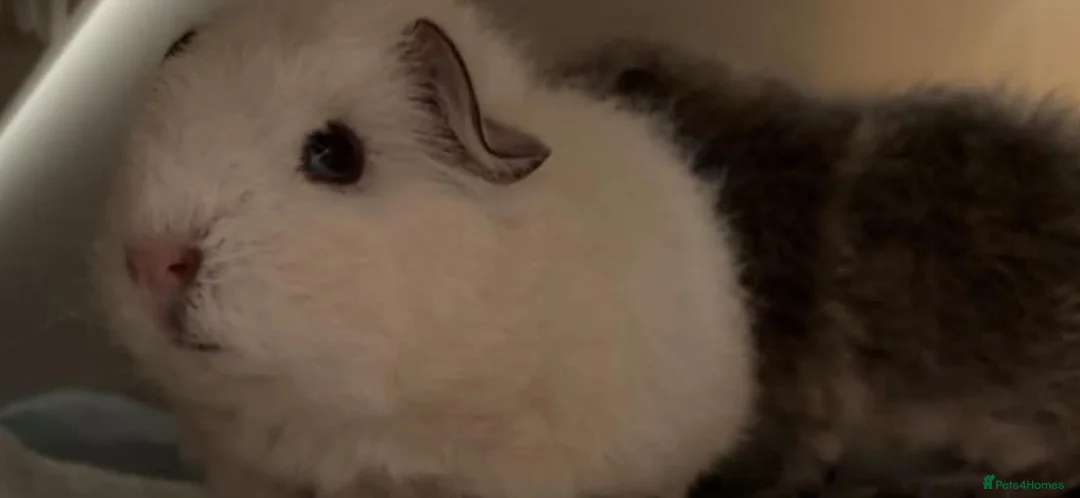 Guinea Pig rodents for sale: Two bonded brothers  in Hartlepool - Advert 2