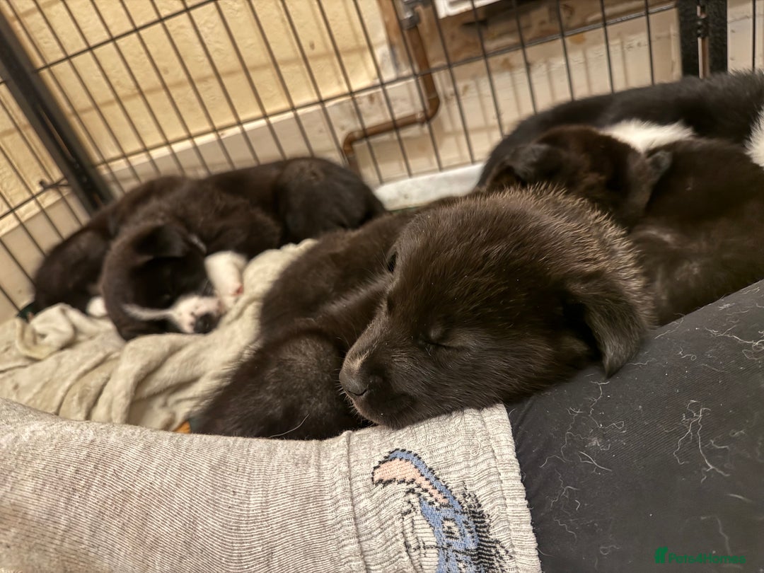 Akita dogs for sale: Black Mask American Akita Puppies - Advert 4