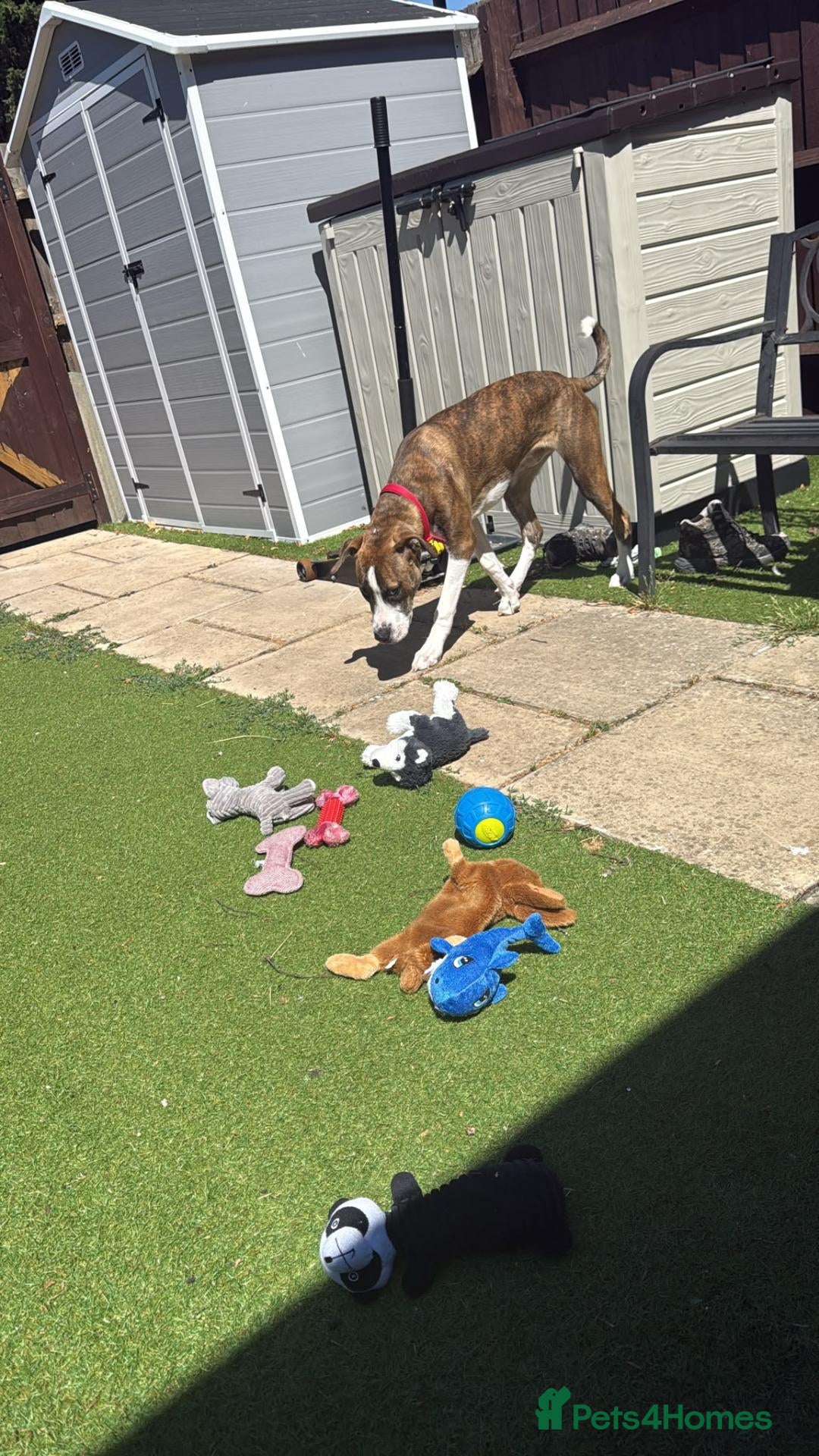 Mixed Breed dogs 9 month old Boxer Staff  - Advert 1