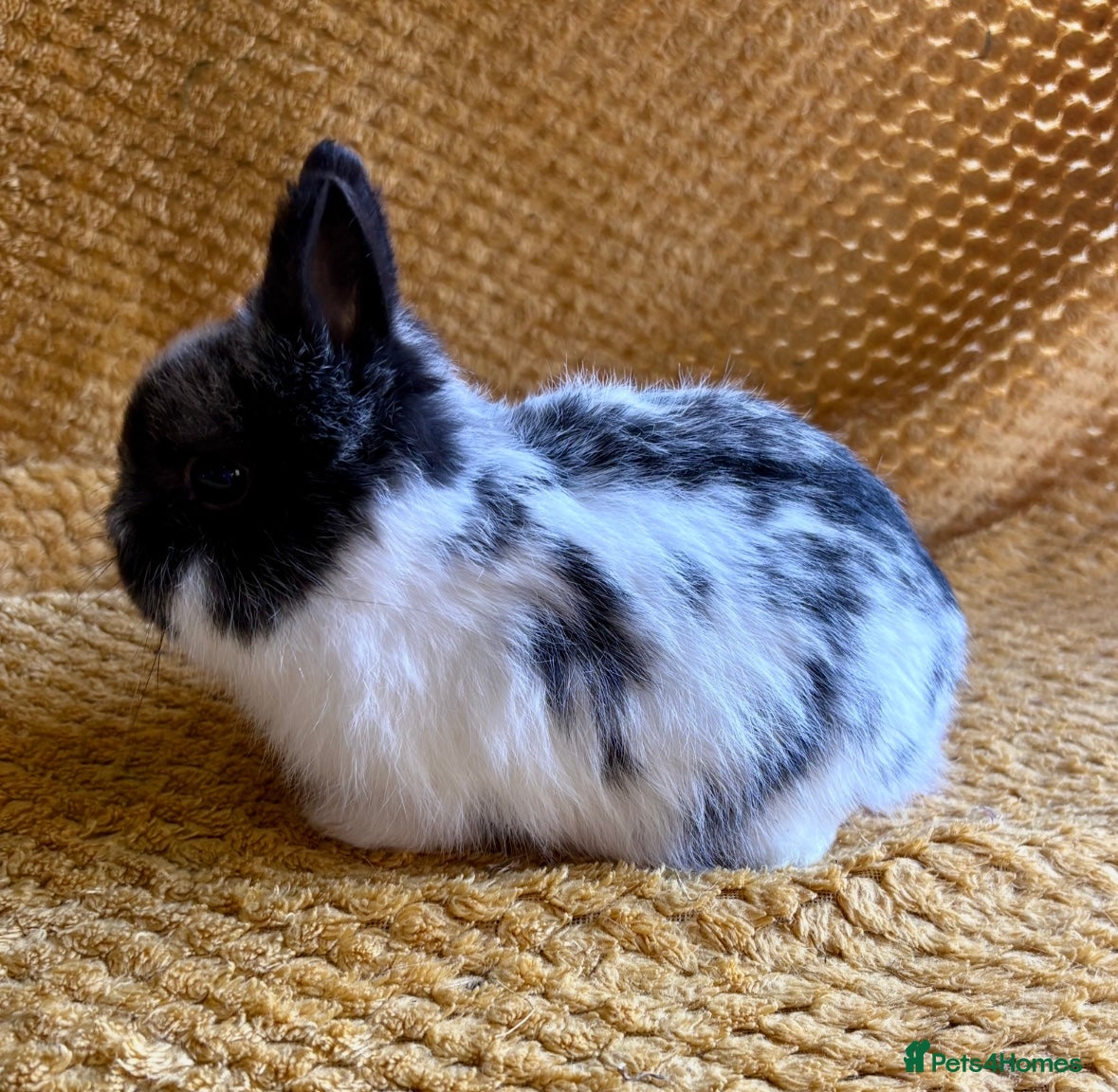 Netherland Dwarf rabbits Gorgeous Netherland dwarves  - Advert 1