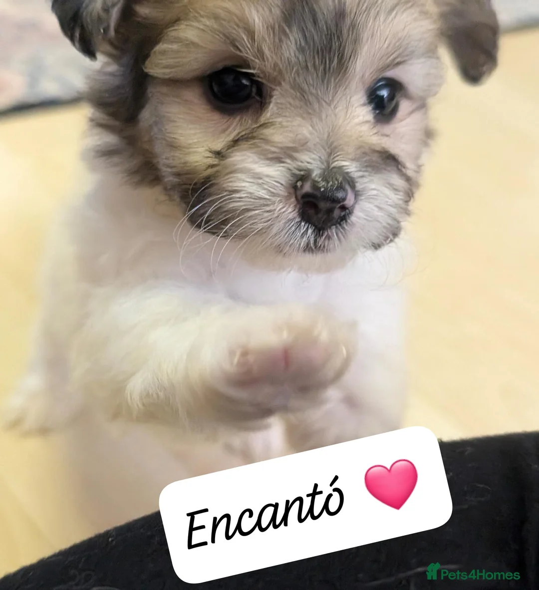 Chipoo dogs for sale: Chipoo Puppies - Advert 26