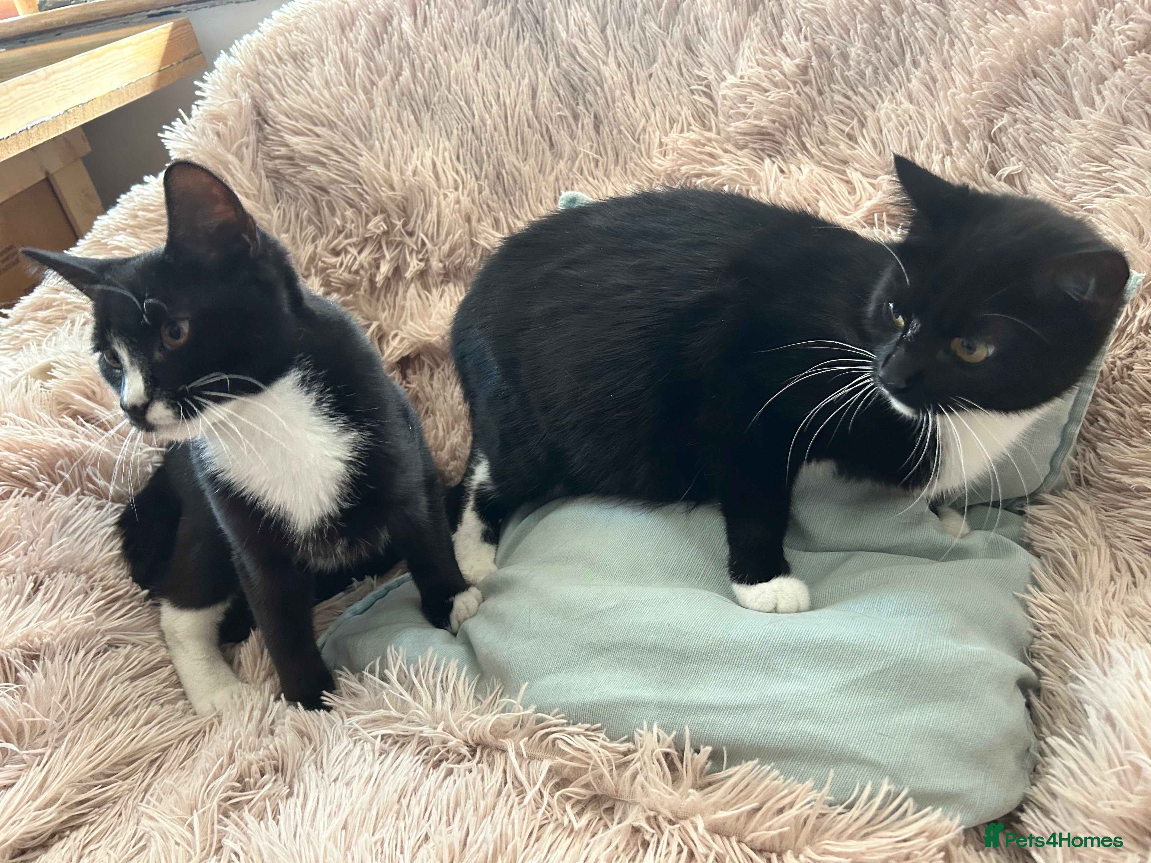 Domestic Shorthair cats Meet Our Three Handsome Boys - Advert 7