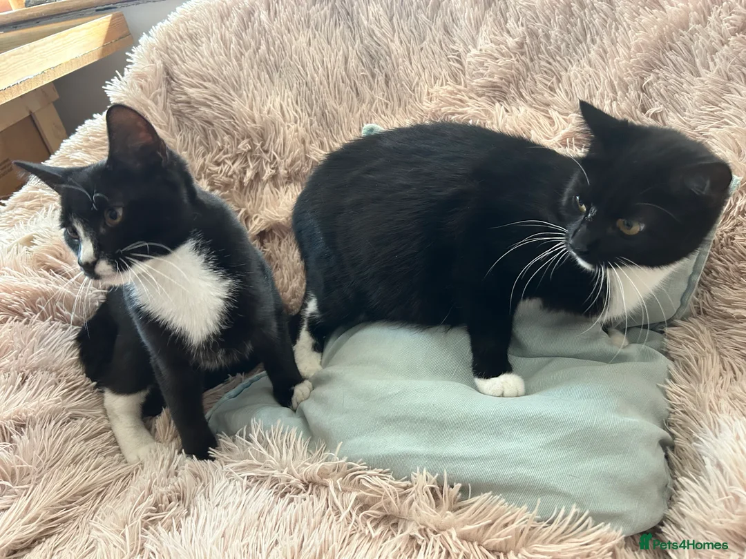 Domestic Shorthair cats for sale: Meet Our Three Handsome Boys - Advert 1
