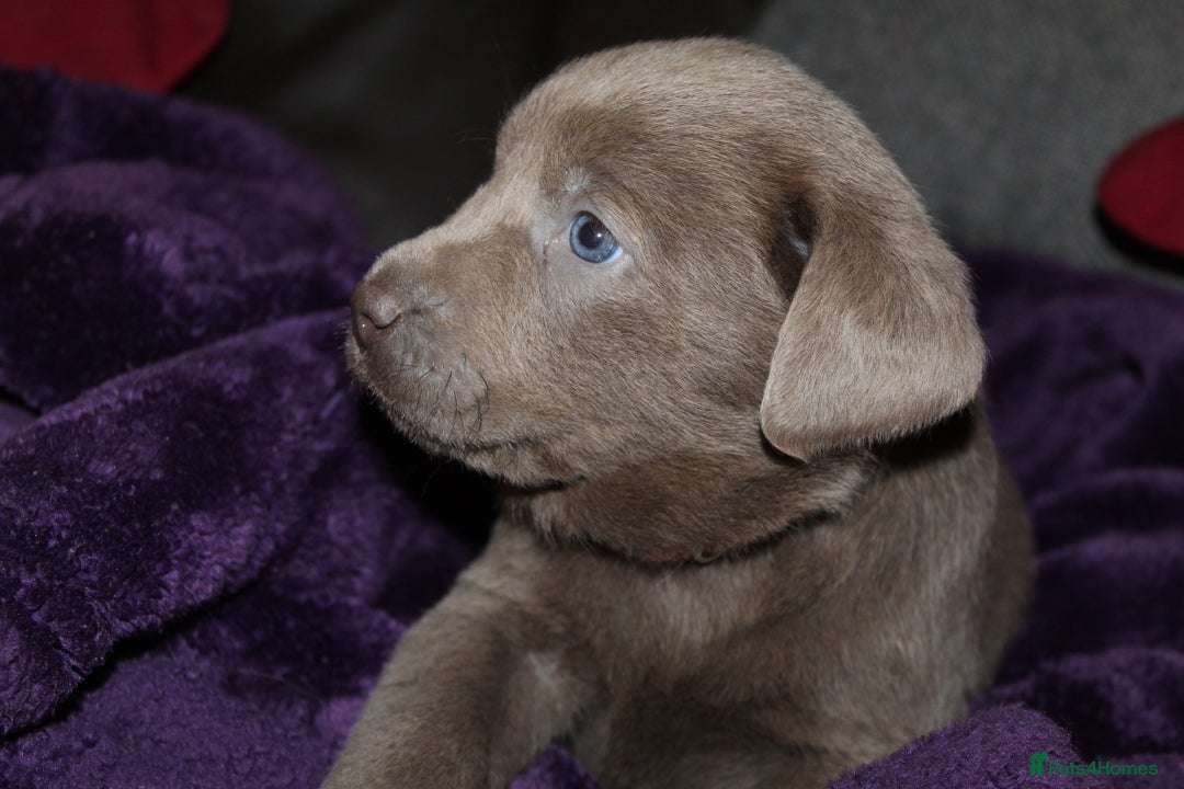 Labrador Retriever dogs for sale: 🔥 KC LABRADOR PUPPIES SILVER CHOCOLATE AND BLACK - Advert 3