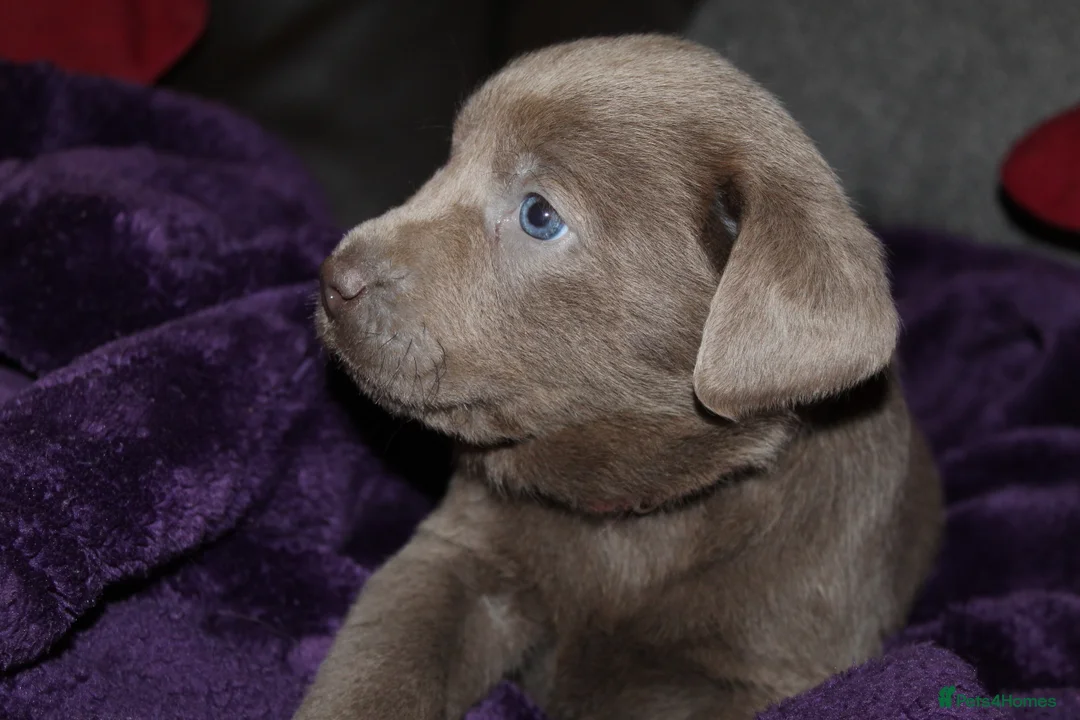 Labrador Retriever dogs for sale: 🔥 KC LABRADOR PUPPIES SILVER CHOCOLATE AND BLACK - Advert 3