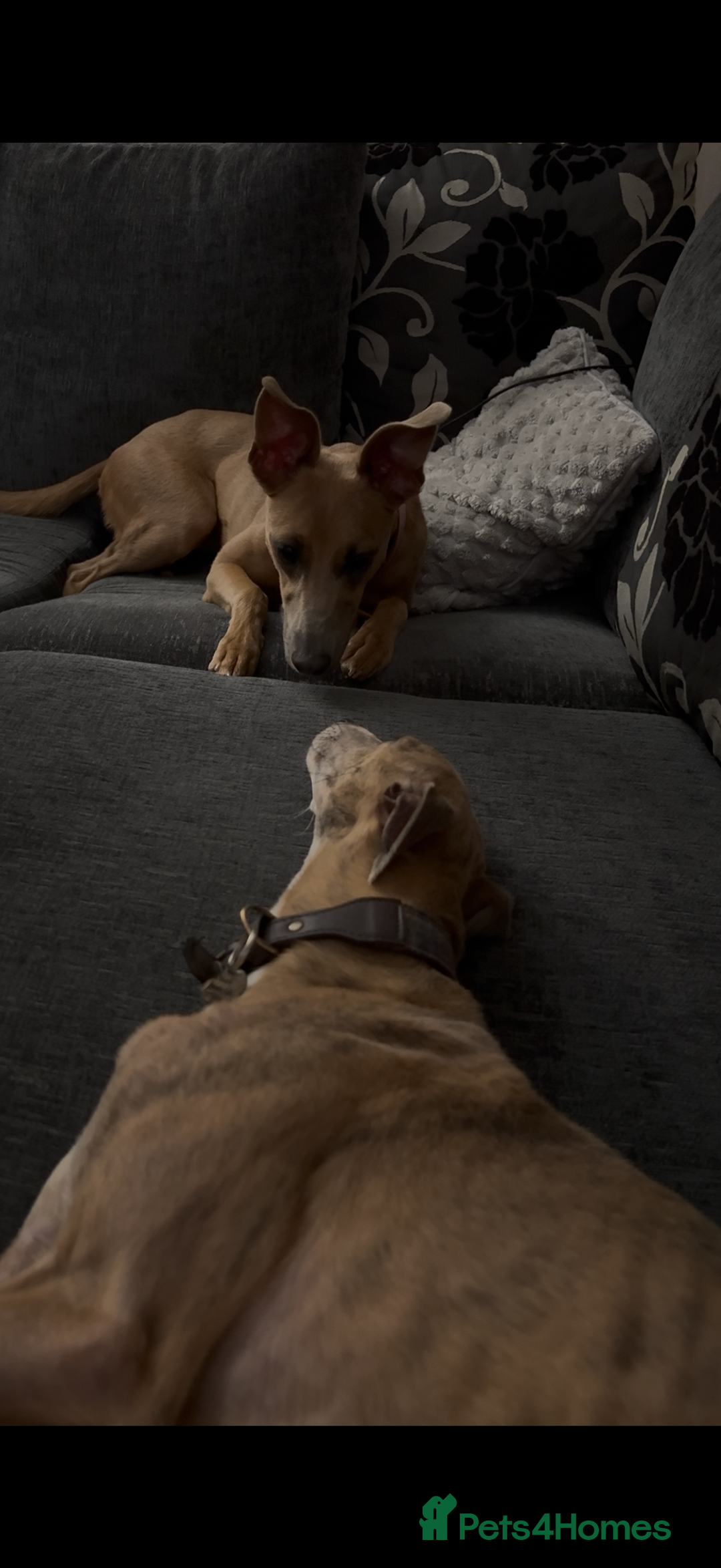 Whippet dogs for sale: Female whippet cross - Advert 4