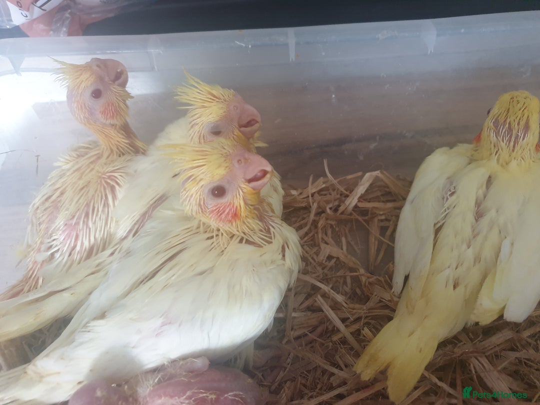 Cockatiels birds for sale: 2 x lutino cockatiels babies 7 weeks old - Image 1