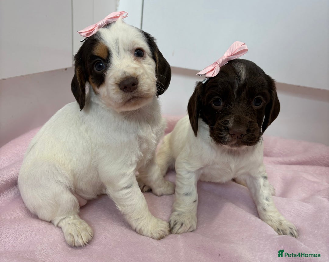 Cocker Spaniel dogs for sale: Only 1 pup left! Fantastic WCS health tested pup  - Image 9