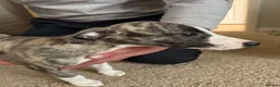 Whippet dogs for sale: KC registered brindle Whippets  - Advert 16