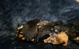 Mixed Breed dogs for sale: Stunning litter of Australian labradoodles  - Image 21