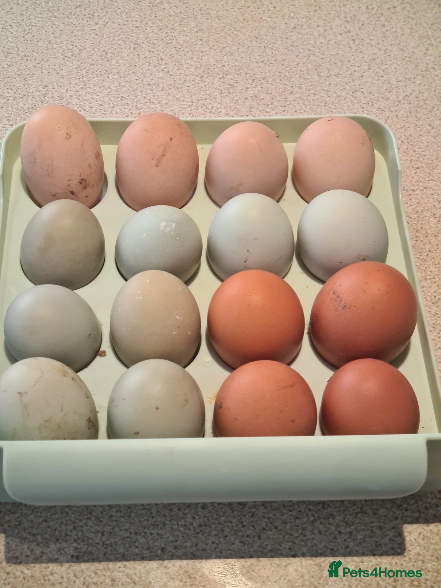 Chickens poultry 🐔 Fertile Hatching Eggs for Sale 🥚 - Advert 3