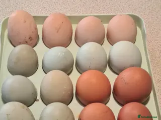 Chickens poultry 🐔 Fertile Hatching Eggs for Sale 🥚 - Advert 13