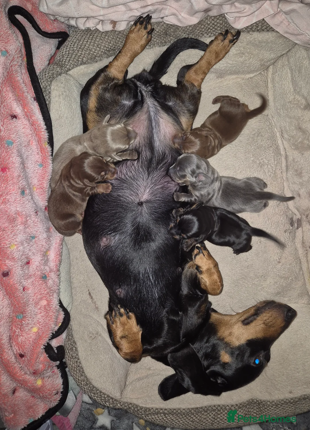 Miniature Dachshund dogs for sale: Beautiful dachshund pups - Advert 2