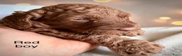Cockapoo dogs for sale: Extensively health checked cockapoo puppies   - Advert 10