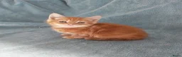 Mixed Breed cats for sale: GINGER BOYS VIDEOS - Advert 32