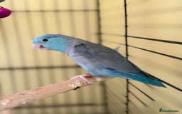 Parakeets birds for sale: Kiki the Conure & Bluey the Parrotlet - Image 1