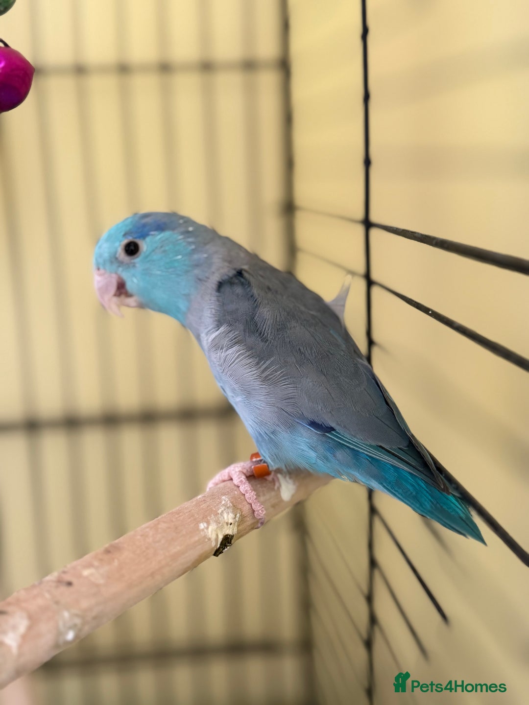 Parakeets birds for sale: Kiki the Conure & Bluey the Parrotlet - Image 1