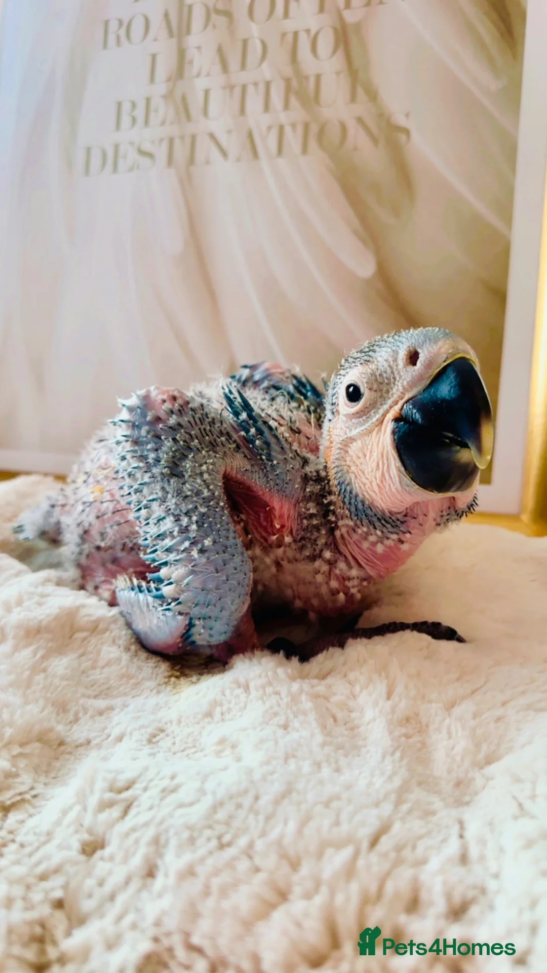 Macaws birds for sale: B&G Macaw/Cockatoo - Advert 2