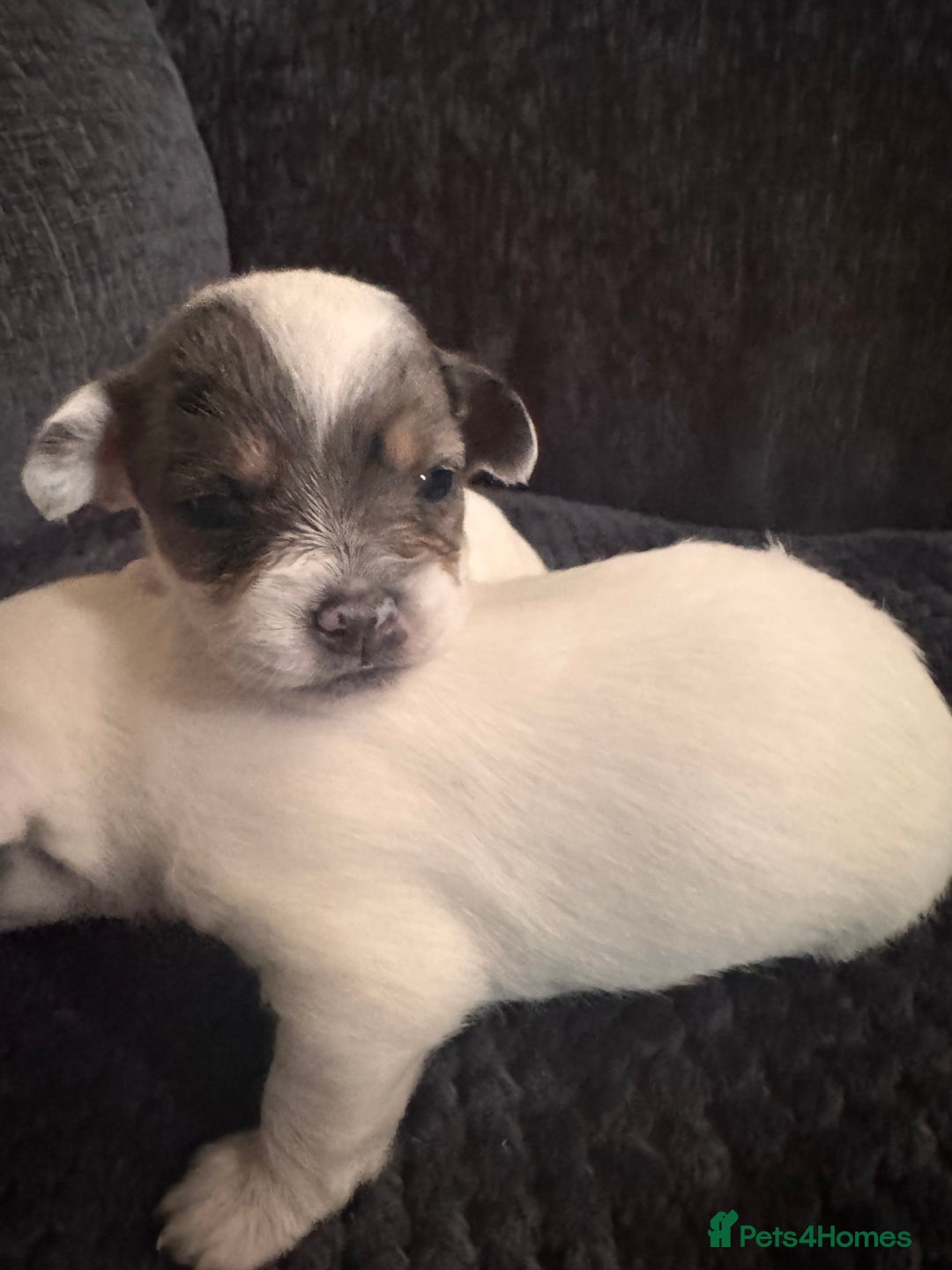 Chipoo dogs for sale: toy poodle X miniature Chihuahua, stunning 2 boys - Advert 5
