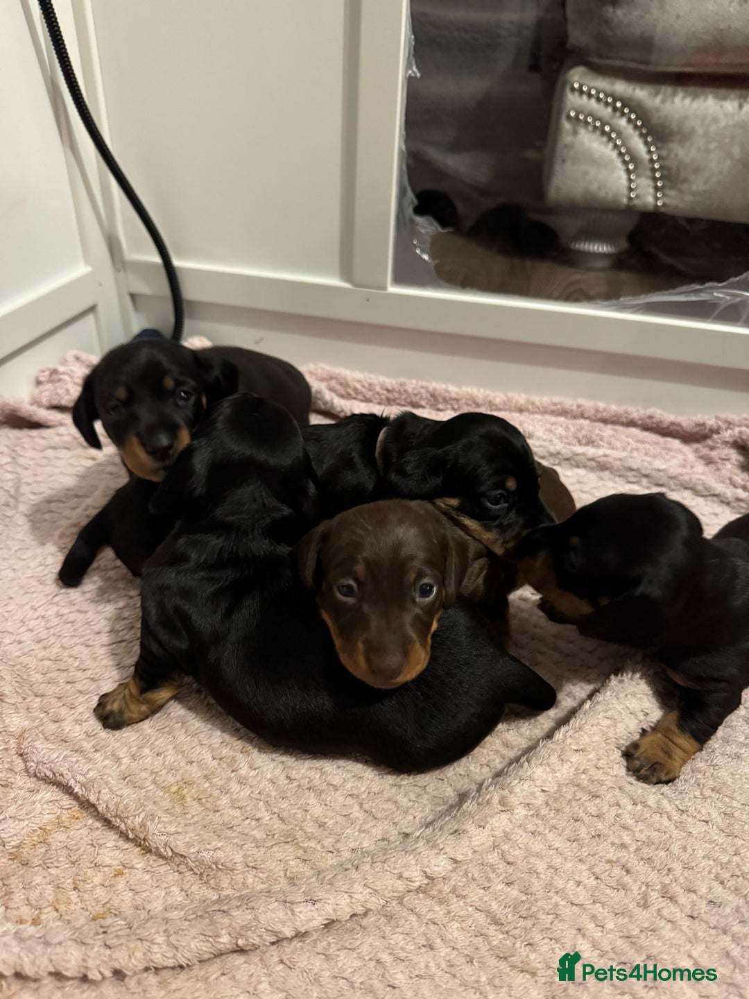 Miniature Dachshund dogs for sale: Miniature dachshund only boys left - Image 3