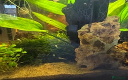 Mollies fish for sale: Guppies & Mollies - Advert 7