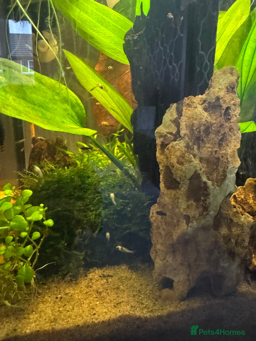 Mollies fish for sale: Guppies & Mollies - Advert 7