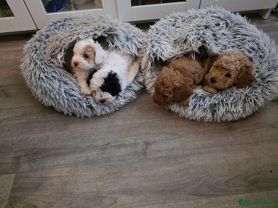 Mixed Breed dogs for sale: Cavapoo puppies - Image 8