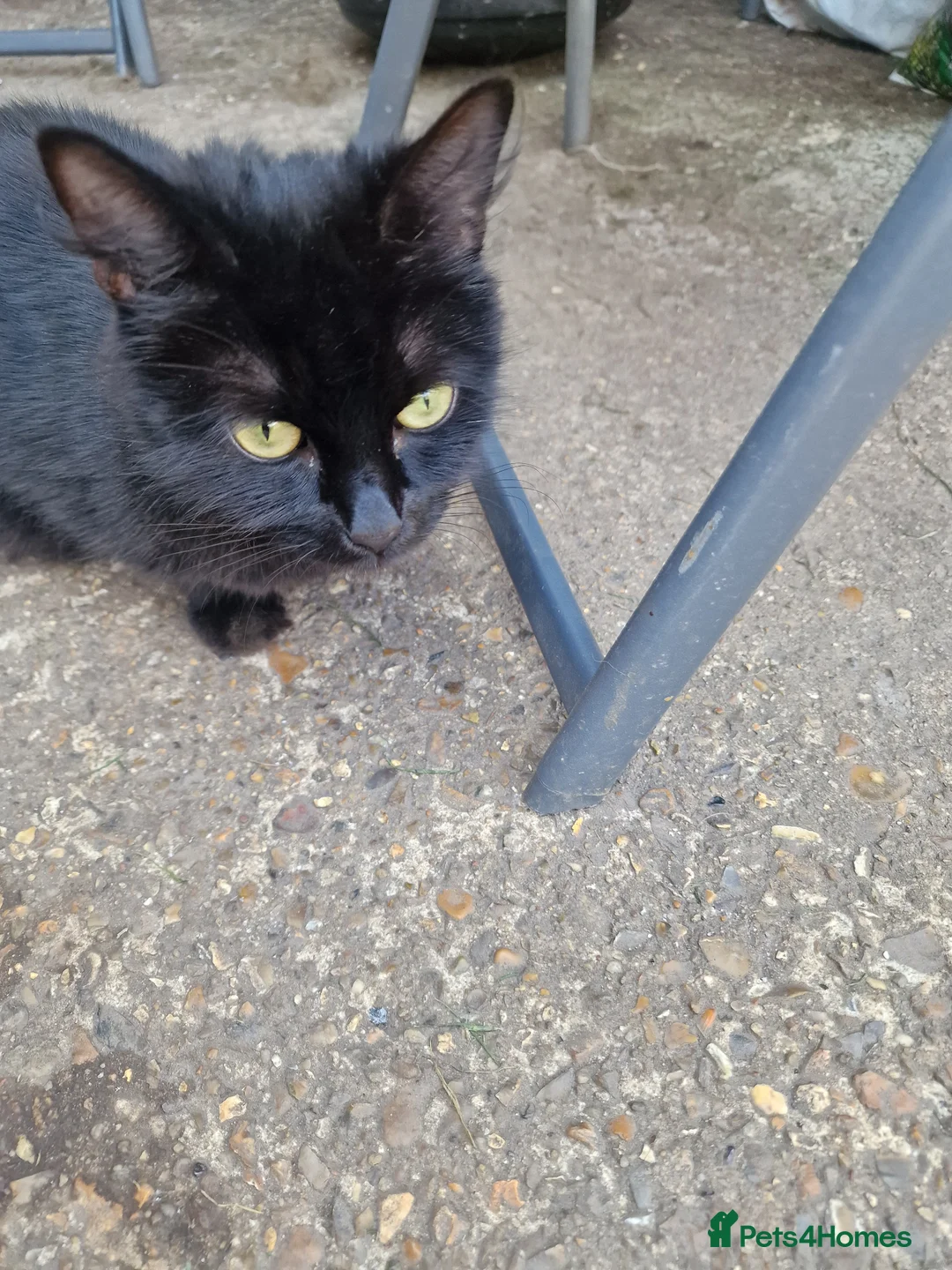 Mixed Breed cats for sale: Long hair kittens - Advert 23