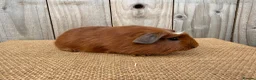 Guinea Pig rodents for sale: Stunning baby guinea pigs  - Advert 4