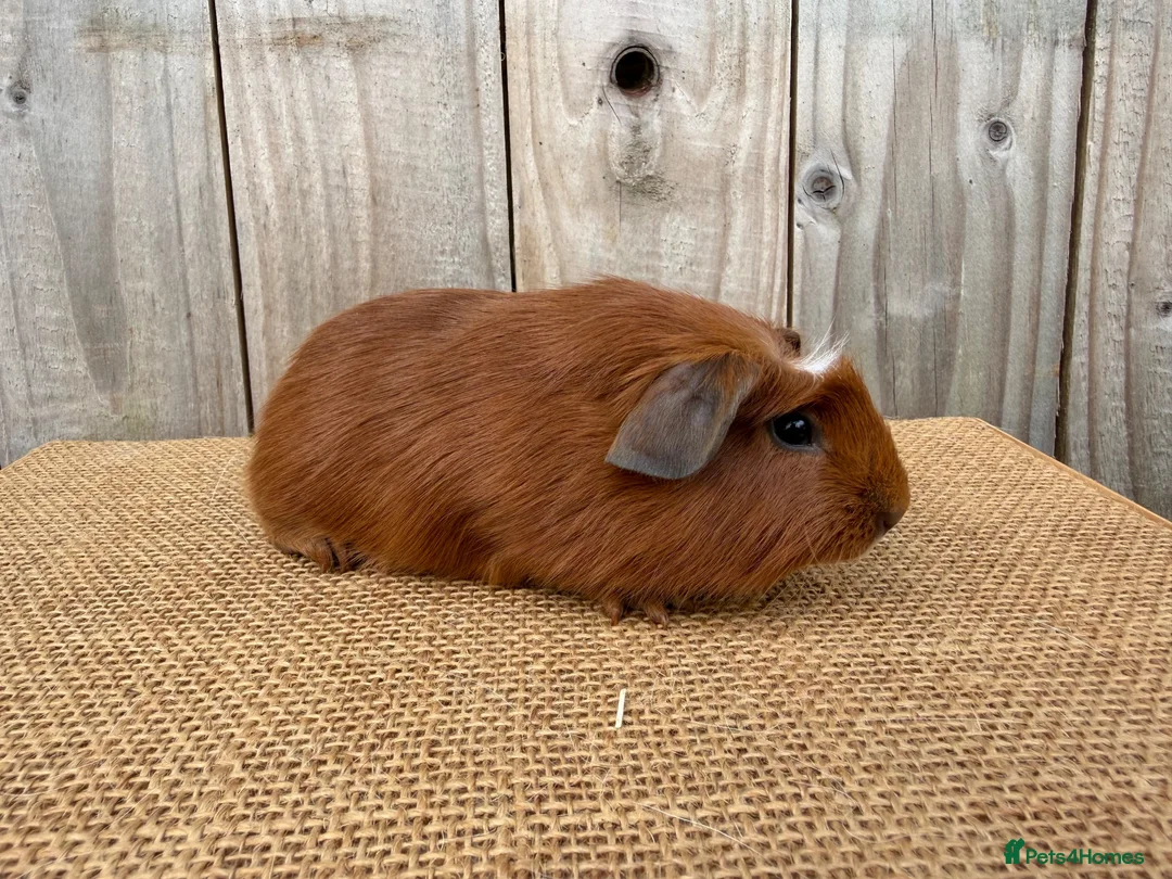 Guinea Pig rodents for sale: Stunning baby guinea pigs  - Advert 4