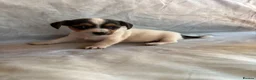 Jack Russell dogs for sale: Miniature Jack Russell puppies  - Advert 6