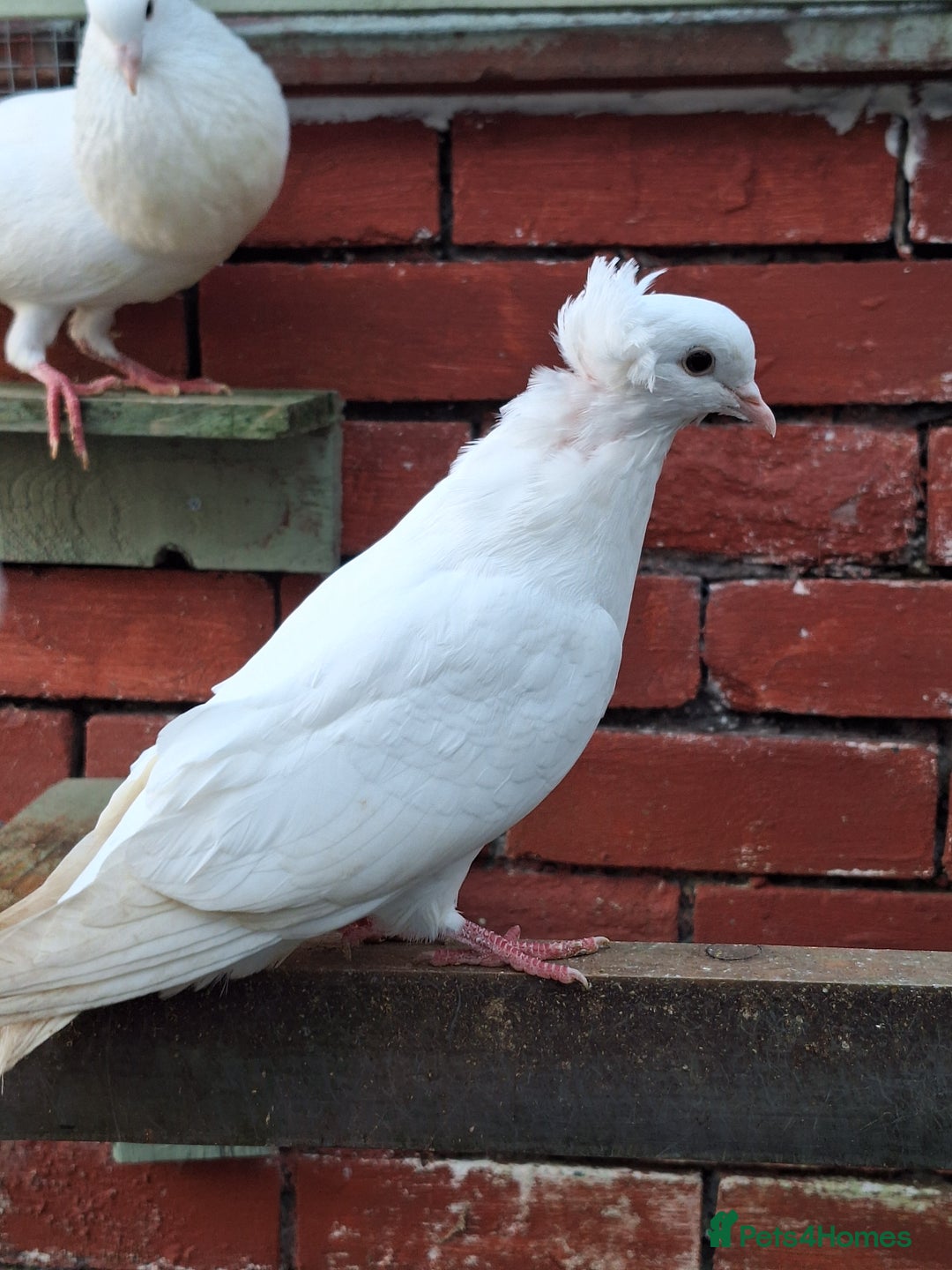 Pigeons birds for sale: 7 Pigeons for sale - Advert 30