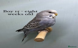 Budgerigars birds for sale: 8 week old Beautiful baby Budgies - Image 3