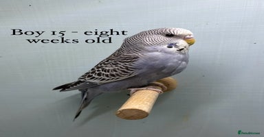 Budgerigars birds - Advert 7