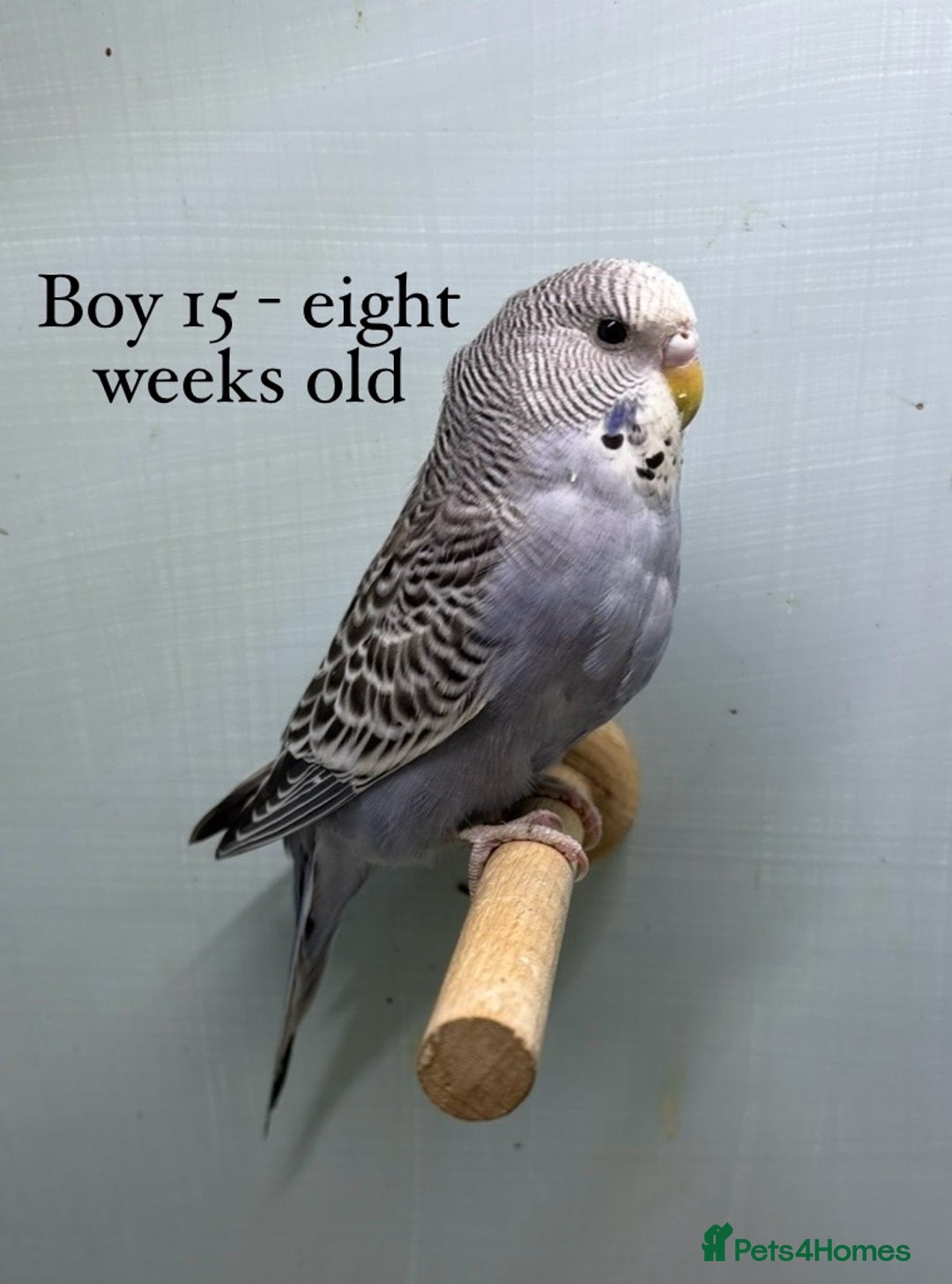 Budgerigars birds for sale: 8 week old Beautiful baby Budgies - Image 3