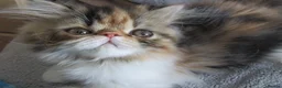 Persian cats for sale: Pedigree Persian female kitten - Advert 14
