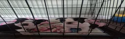 Boston Terrier dogs for sale: X2 Stunning Male Boston Terrier Puppies  in Newcastle upon Tyne - Advert 10