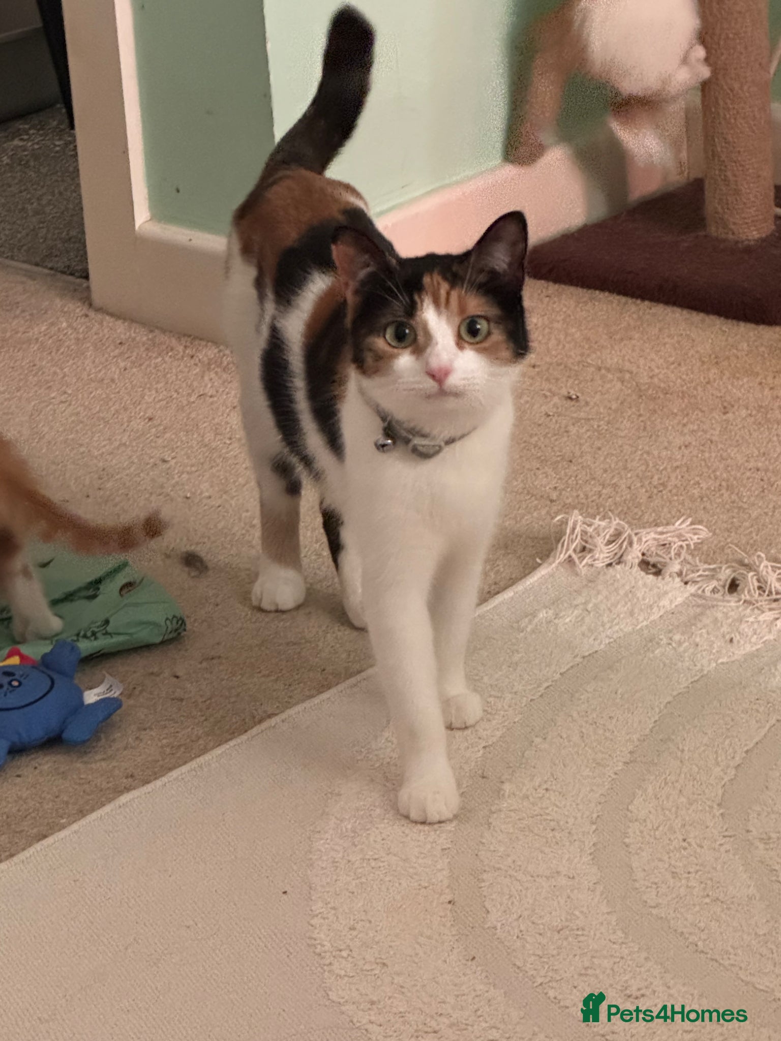 Mixed Breed cats Mixed breed kittens - Advert 2