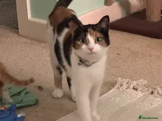 Mixed Breed cats Mixed breed kittens - Advert 2