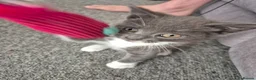 Mixed Breed cats for sale: Beautiful Gray male kitten in Bournemouth - Advert 8