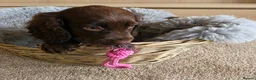 Cocker Spaniel dogs for sale: Beautiful Working Type Cocker Spaniel Puppies - Advert 13