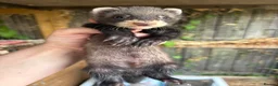 Ferret rodents for sale: European polecat x ferret kids - Advert 6