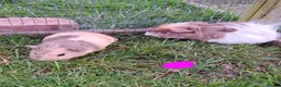 Guinea Pig rodents for sale: Male and female guinea pigs for sale  - Advert 2