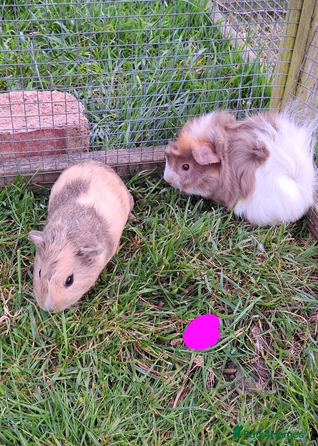 Guinea Pig rodents for sale: Male and female guinea pigs for sale  - Advert 2