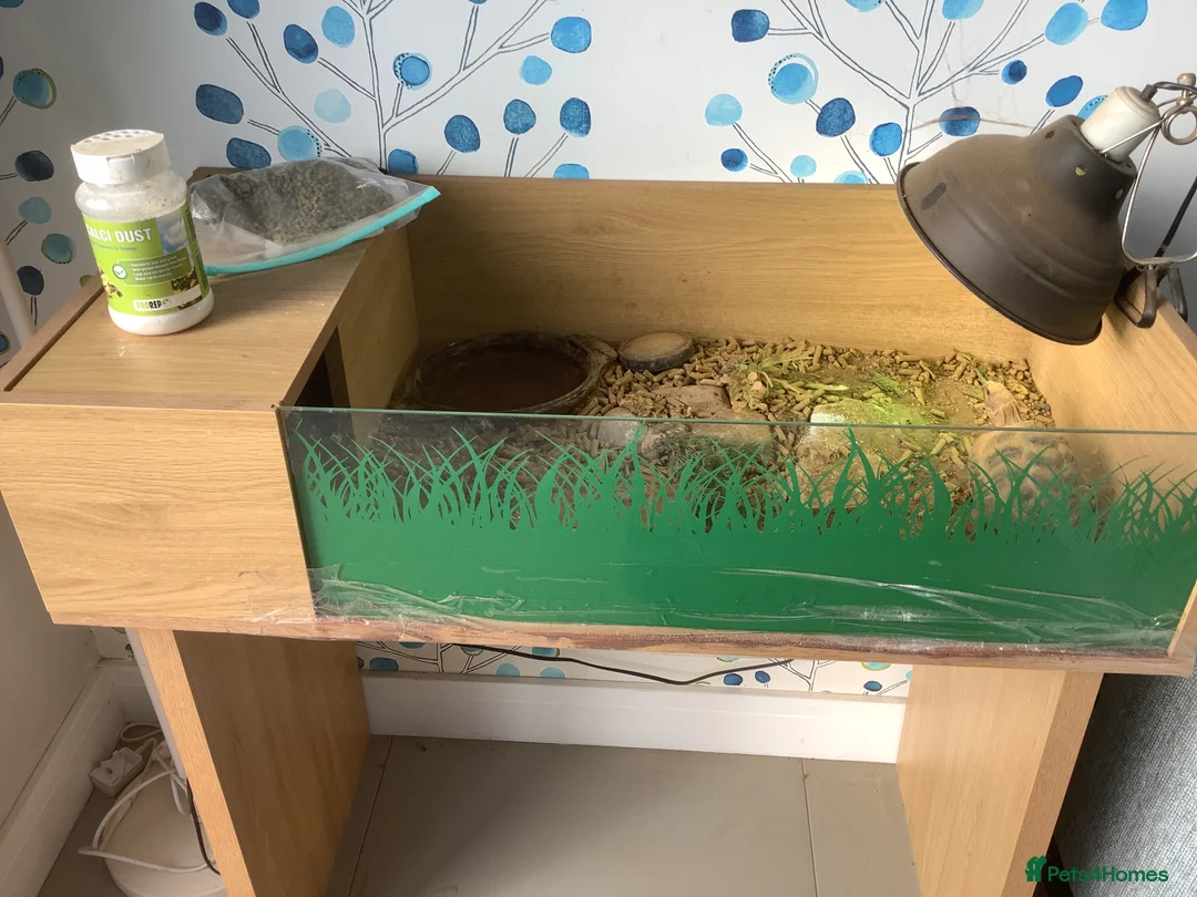 Tortoise reptiles for sale: 6 year old male horse field tortoise and table - Advert 3