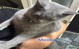 British Shorthair cats for sale: British short hair male and female  - Image 5